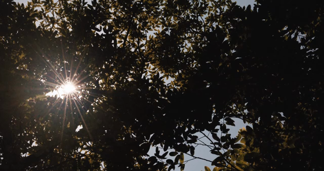 Sunlight filtering through forest leaves