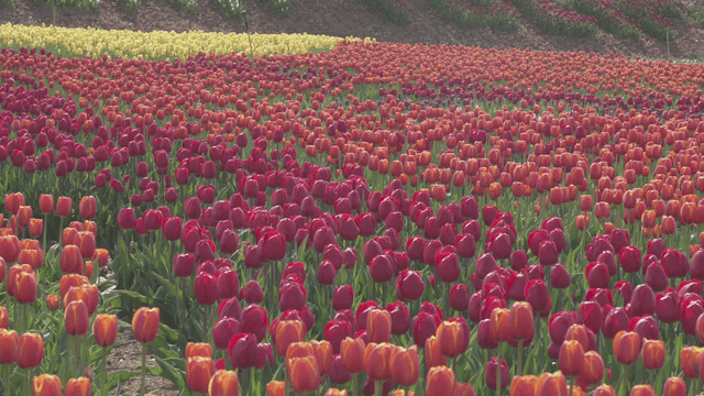 Tulip garden blooming in various colors