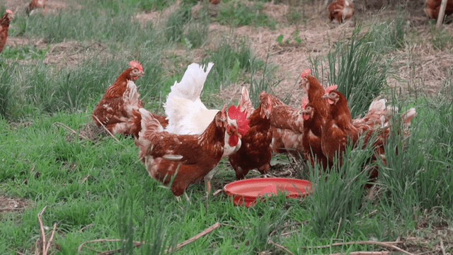 야외 잔디밭에서 먹이통에서 먹이를 먹는 닭들