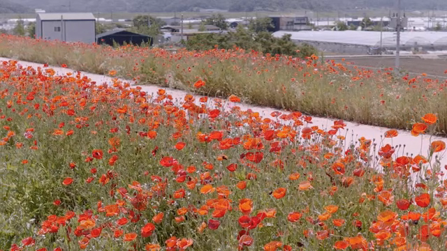 A field of vibrant poppies in full bloom