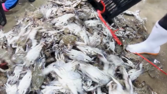 Crabs being sorted in a seafood market