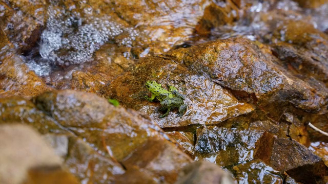 A small green frog on wet rocks