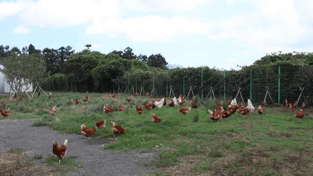 농장 잔디밭에서 자유롭게 돌아다니는 닭들
