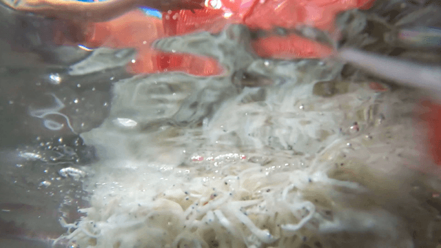 Ice fish submerged in water basin