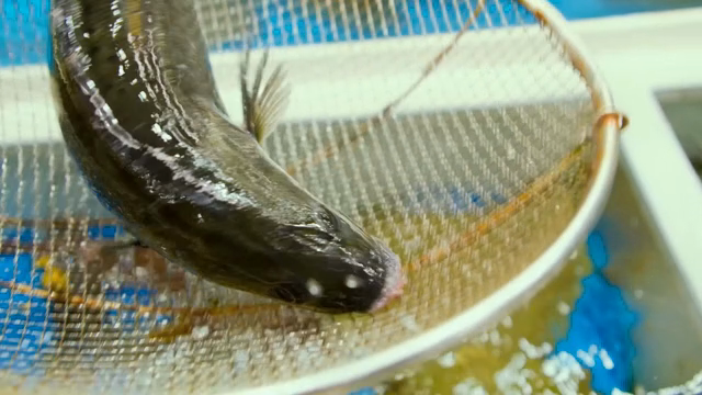 A fish caught in a net in a tank