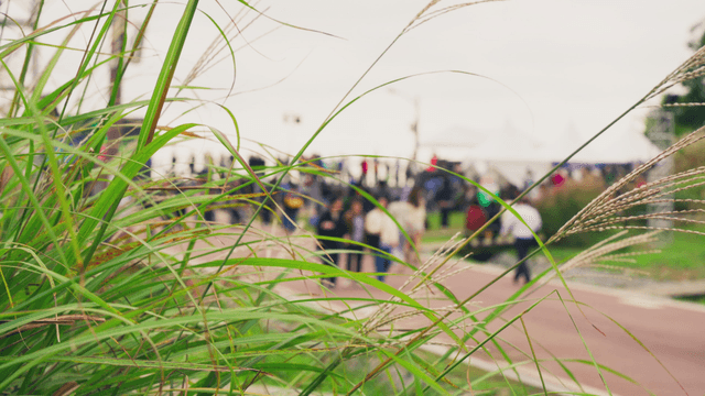 Autumn silver grass in a park crowded with people