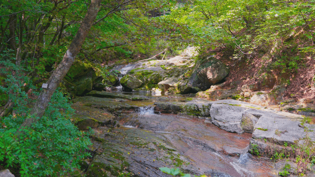 Calm brook in forest with rocks