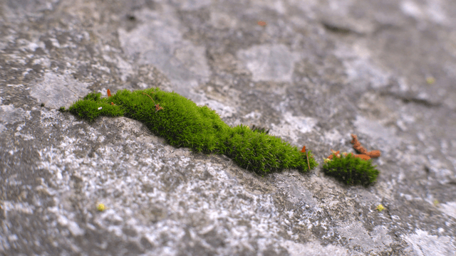 Moss growing on a rocky surface