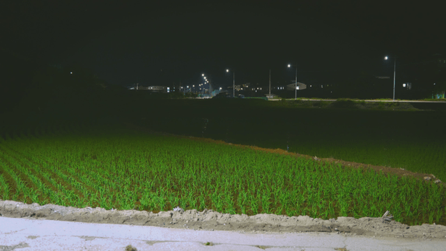 Night view of a rice field with streetlights