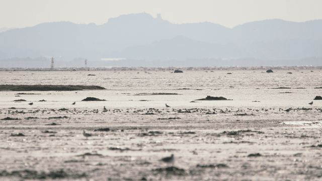새들이 있는 고요한 갯벌 해안 풍경