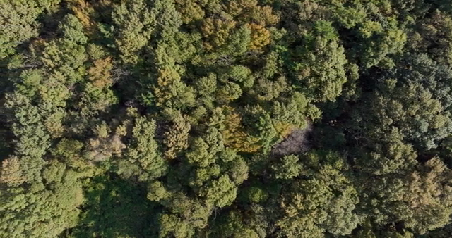 A dense forest with lush green trees