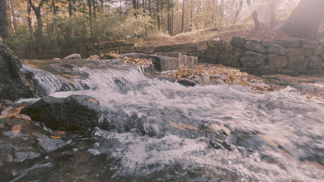 Small stream flowing through a forest