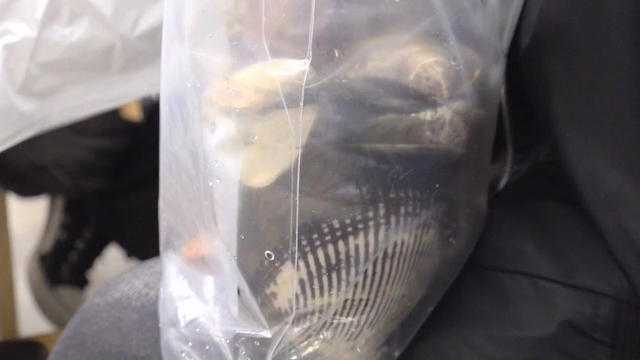 Clam shells inside a plastic bag