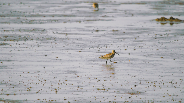 Brown sandpipers foraging in the muddy wetland