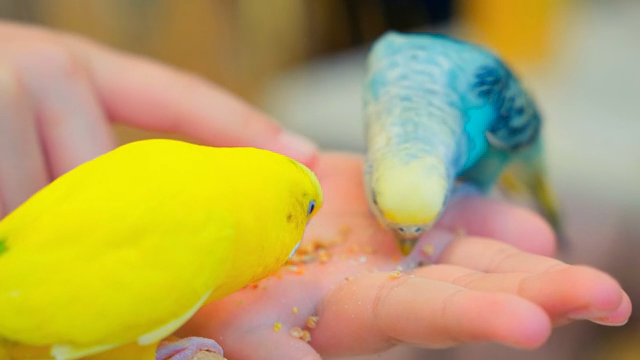 Colorful birds eating from a hand