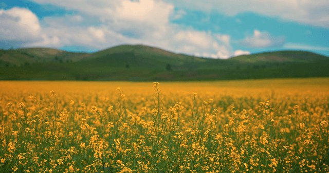 A vast field of yellow flowers under a blue sky