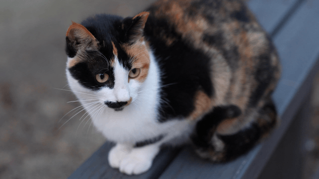 Calico cat sitting on a bench