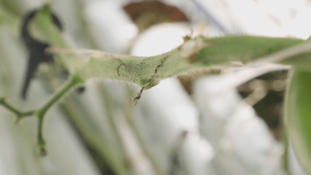 Close-up of a plant stem in a greenhouse