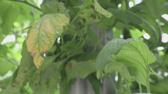 Close-up of green leaves with yellow spots