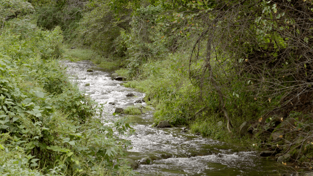 푸른 숲을 흐르는 고요한 강
