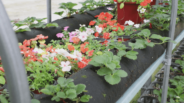 Colorful flowers in a greenhouse setting