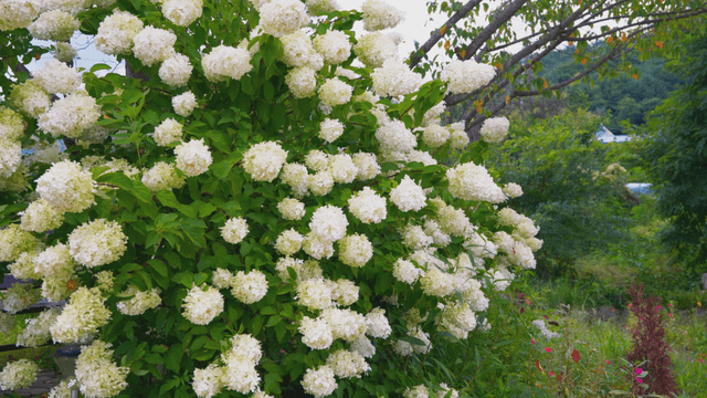 White hydrangea bushes in full bloom
