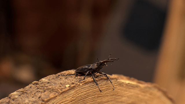 Stag beetle on a wooden log
