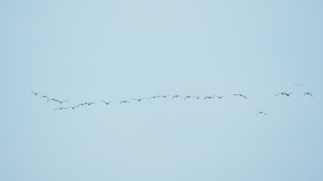 하늘을 줄지어 나는 새 떼