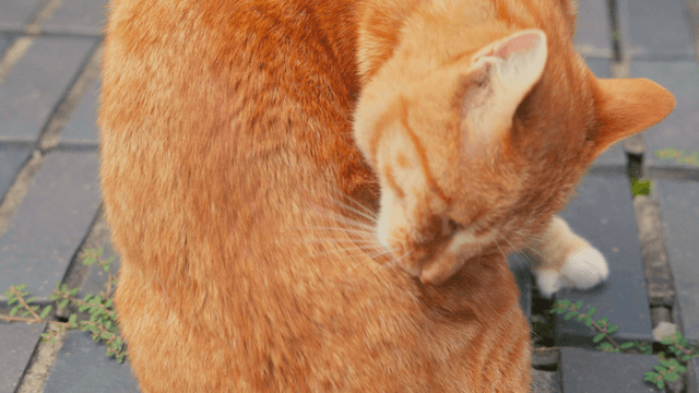 Cat grooming itself on pavement