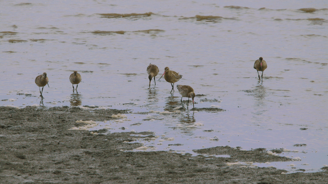 Sandpipers foraging on the muddy shore