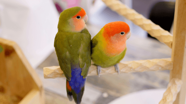 Colorful lovebirds resting closely on a wooden perch