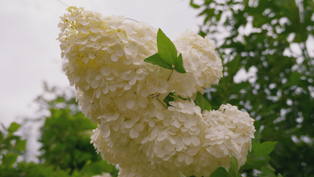 Fully bloomed white hydrangea flower