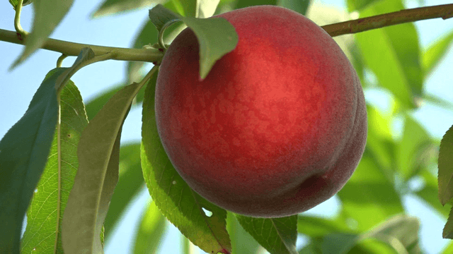 Fully ripened peaches swaying in the breeze