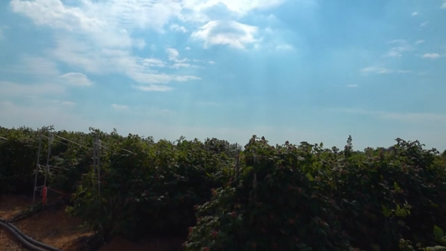 A sunny day over a lush raspberry farm
