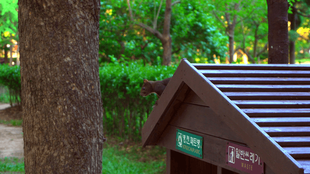 Squirrel on a wooden structure in a park