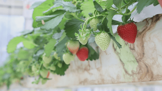 Strawberries ripening in a greenhouse