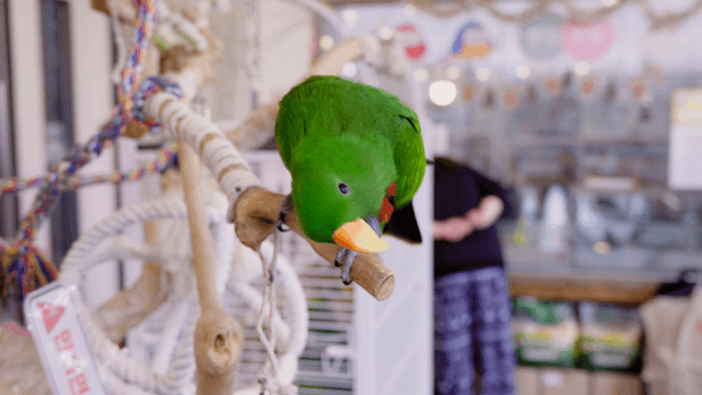 Colorful parrot flying from a play perch in a parrot cafe