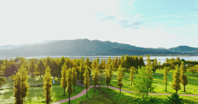 Scenic view of a lush green park