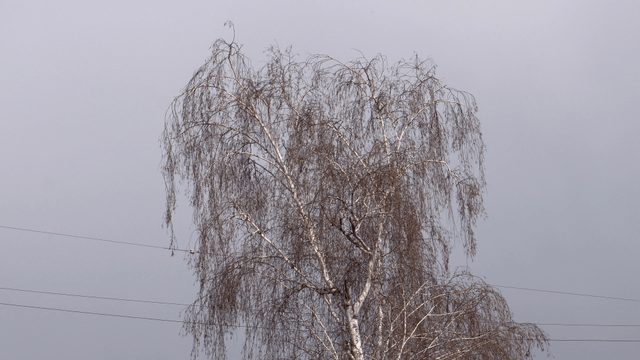 Winter trees against a gray sky