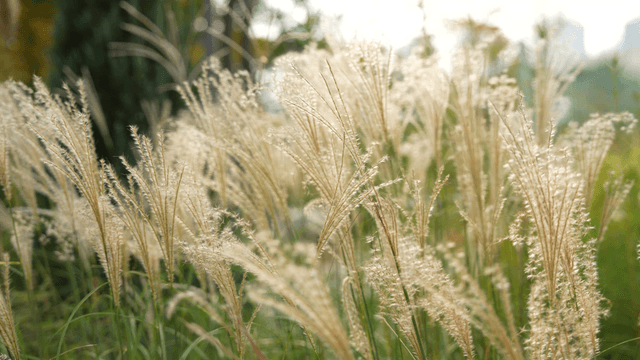 Tall grass swaying gently in the breeze