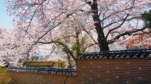 전통 한옥 담장 위의 벚꽃
