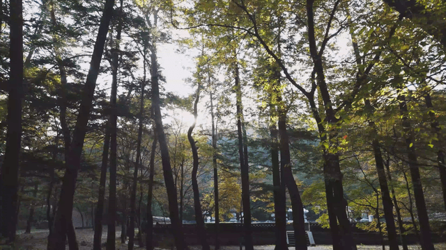Sunlight filtering through leaves in a forest