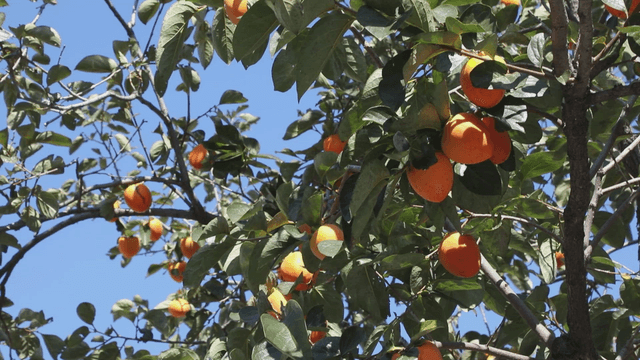 Persimmons hanging on a tree under blue sky