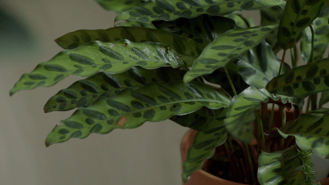 Green leaves of a potted plant