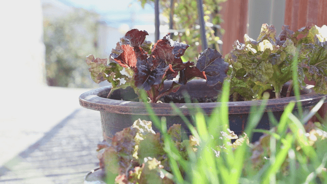 Lettuce growing in a pot