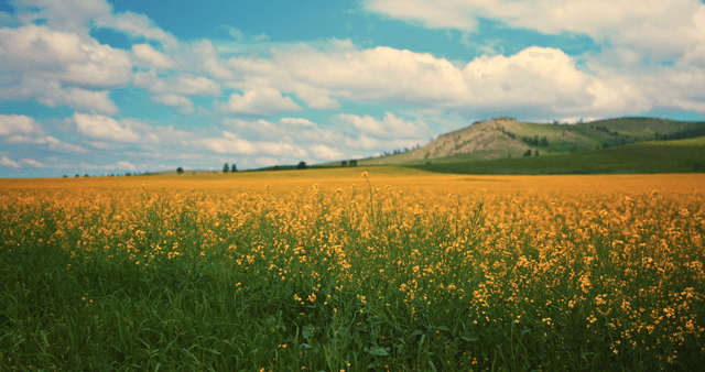 A vast field of yellow flowers under a blue sky