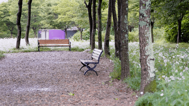 Empty garden benches along a quiet flower-lined path