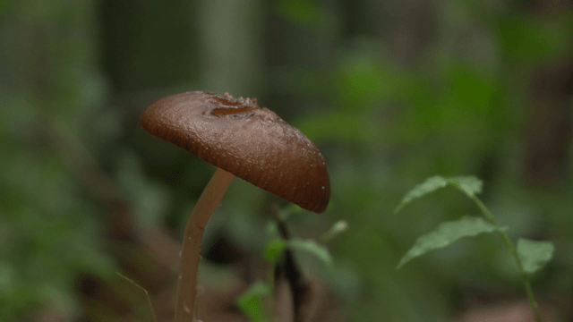 Brown mushrooms growing in dense forest