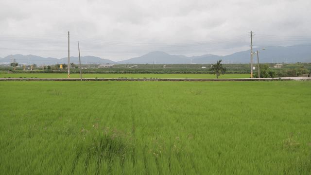 Wide green rice field swaying in wind under cloudy sky