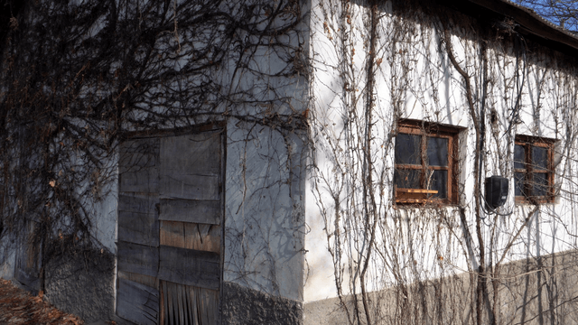 Old white building covered with dry vines